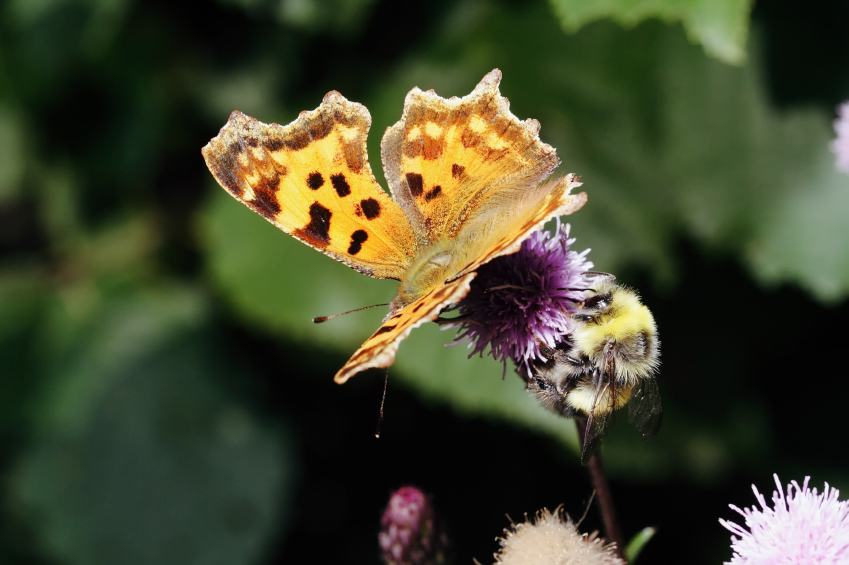 Implementing Strategy